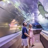 Image 8: Save 20% on SEA LIFE Sunshine Coast   Weekends Included! Adult & Child