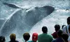 $29 for Whale-Watching Cruise for One Adult from Cape Ann Whale Watch in Gloucester ($48 Value)