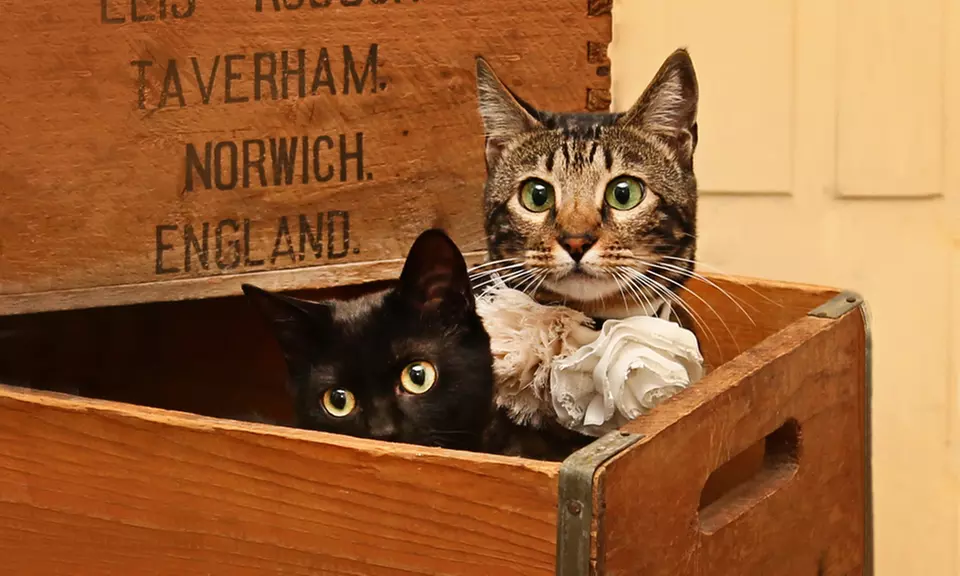 Up to 69% Off on  at Tellier Photography Designs