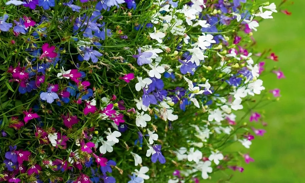 60 or 120 Mixed Summer Bedding Plants