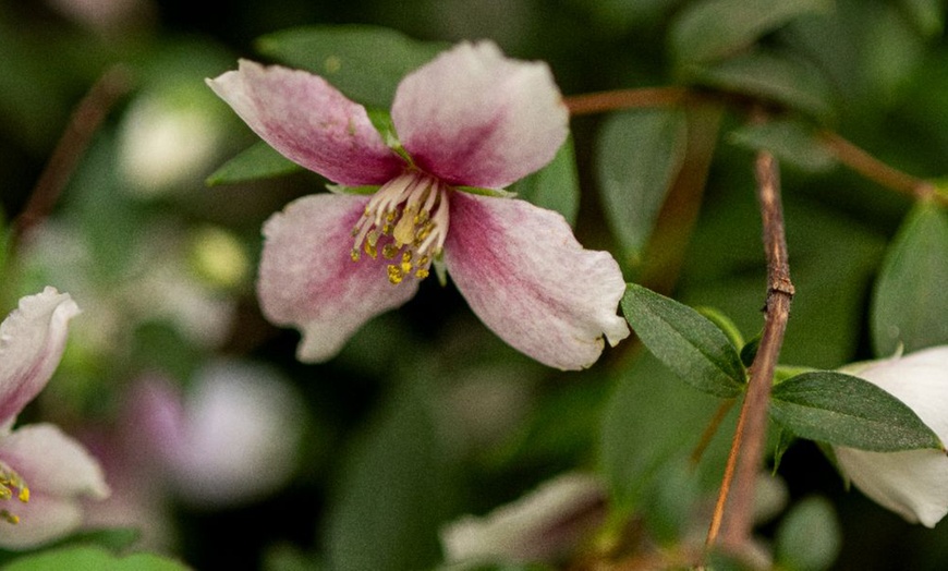 Image 4: 1 or 2 Philadelphus Petite Perfume Pink Potted Plants