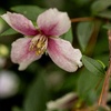 Image 4: 1 or 2 Philadelphus Petite Perfume Pink Potted Plants