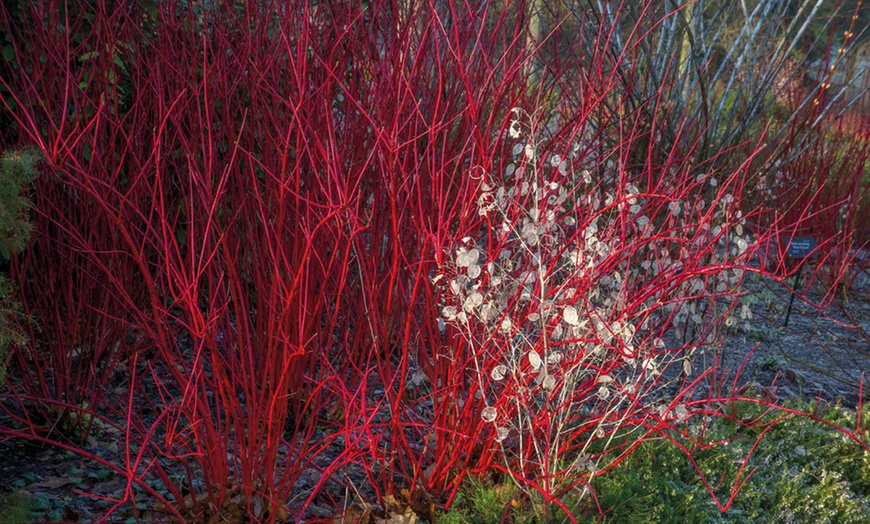 Image 2: Hardy Shrub Collection Plants