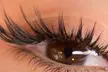 Transform Your Eyes with Beautiful Eyelash Extensions at Koko Beauty Lashes&Brows - 37% Off - Second Medium