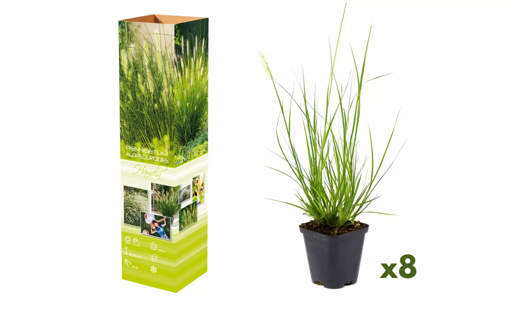 Lot de 4 ou 8 plants d'herbes aux écouvillons "Pennisetum alopecuroides 'Hameln'" - Image 4