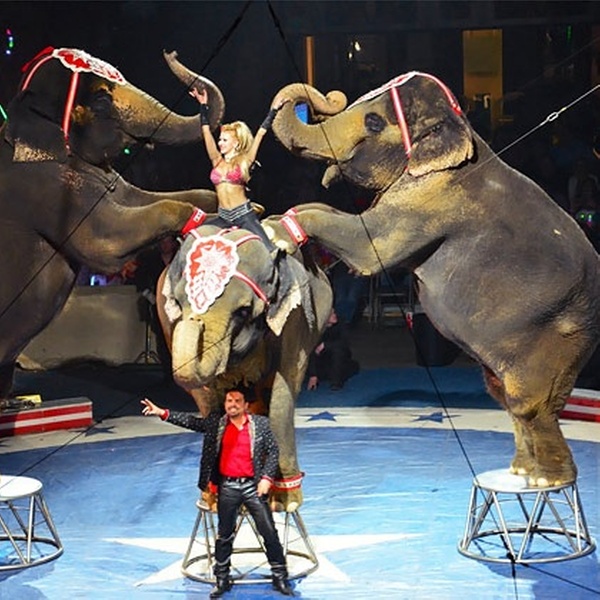 Orak Shrine Circus Orak Shrine Circus Groupon