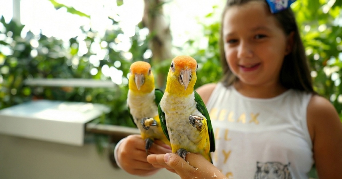 The Green Planet Dubai Tickets – Indoor Rainforest Experience The Green Planet Dubai Tickets – Indoor Rainforest Experience