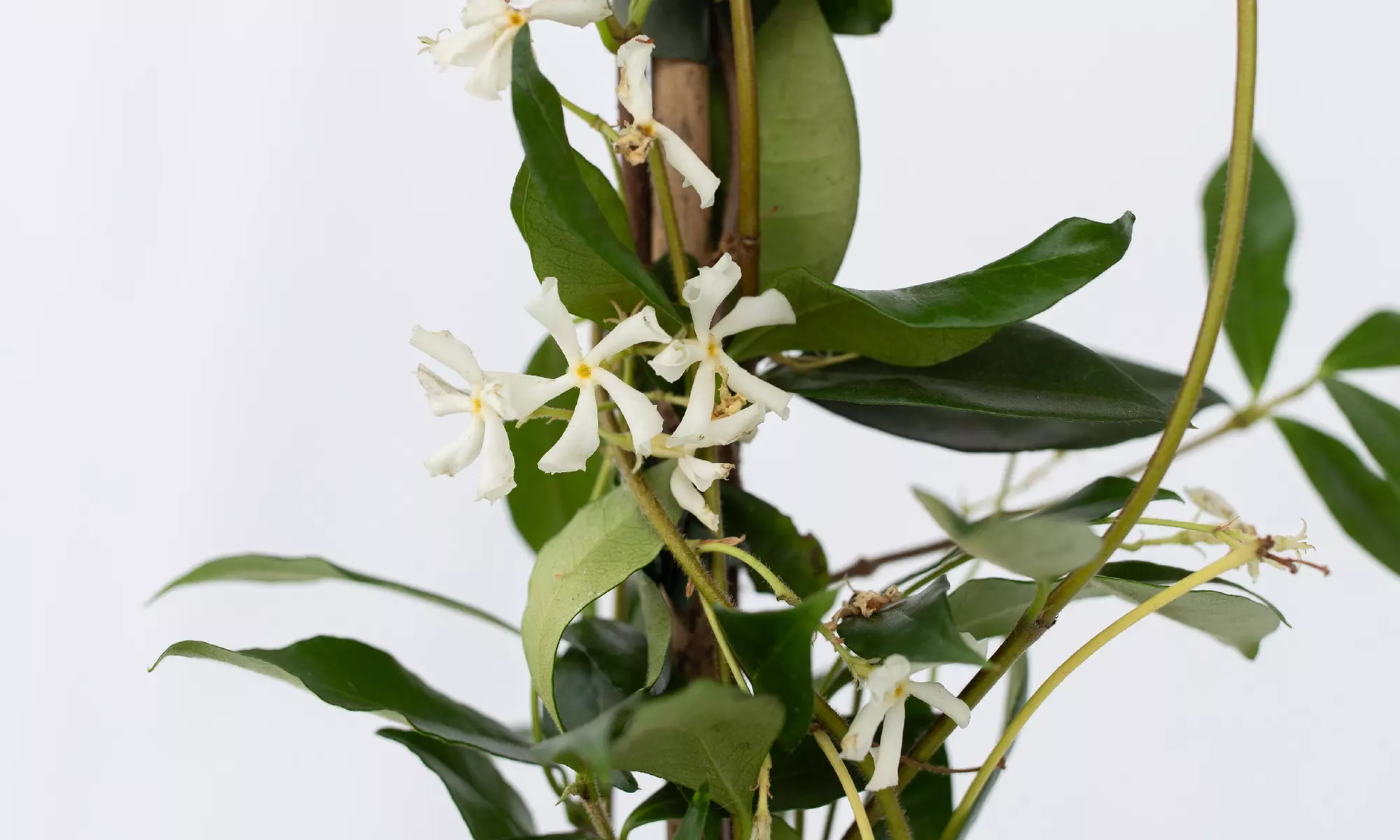 2x Sternjasmin "Trachelospermum jasminoïdes" - Second Medium