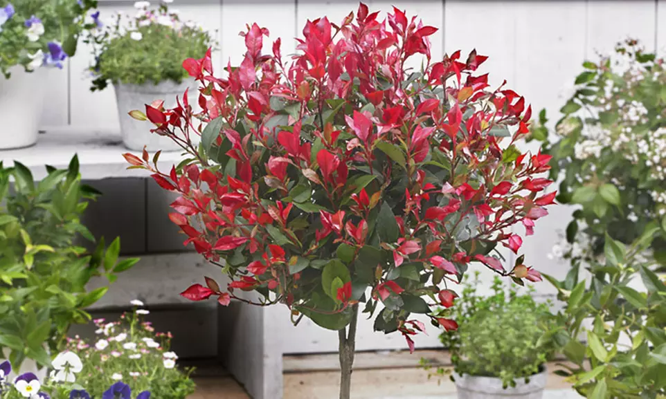 2x oder 4x Baldur Garten Photinia-Stämmchen - Second Medium