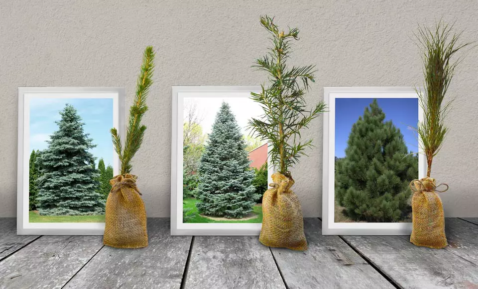 Evergreen Tree Seedlings; 1, 3, or 5 from $9.99–$17.99 - Primary Image