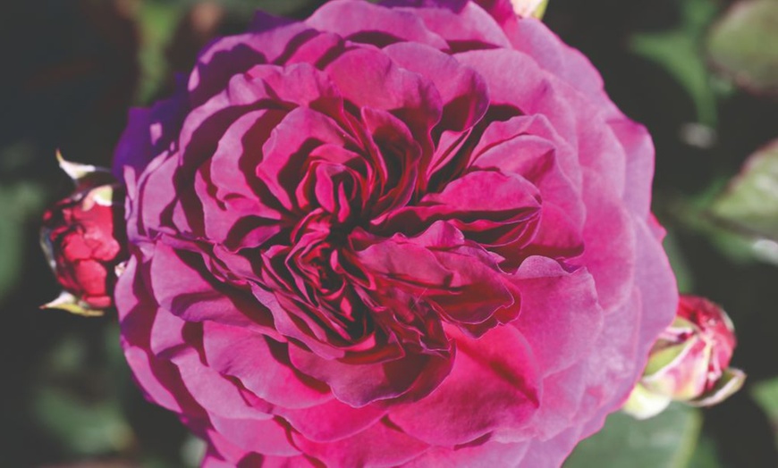 Image 4: Hybrid Tea Rose Collection 