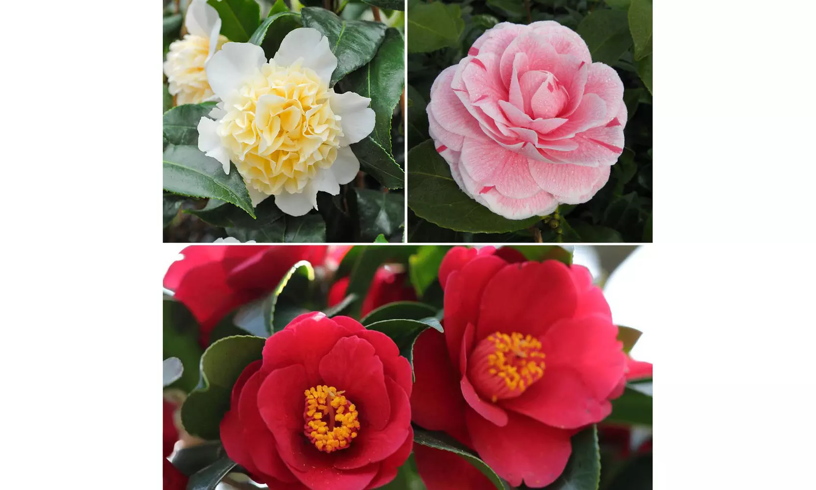 Hardy Camelia Potted Plants – Red, Pink, Yellow Mix - Primary Image
