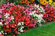 60 or 120 Mixed Summer Bedding Plants - Image 6