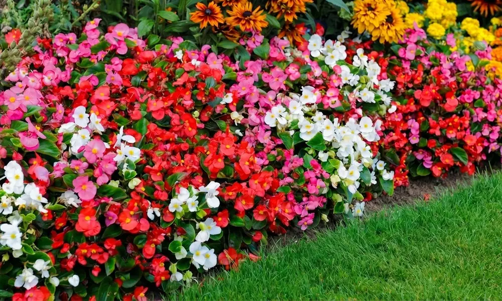 60 or 120 Mixed Summer Bedding Plants