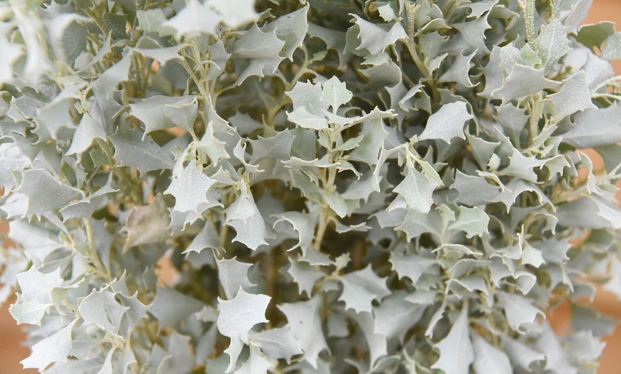 Image 2: Atriplex Salt Bush Plant in Hessian Wrap