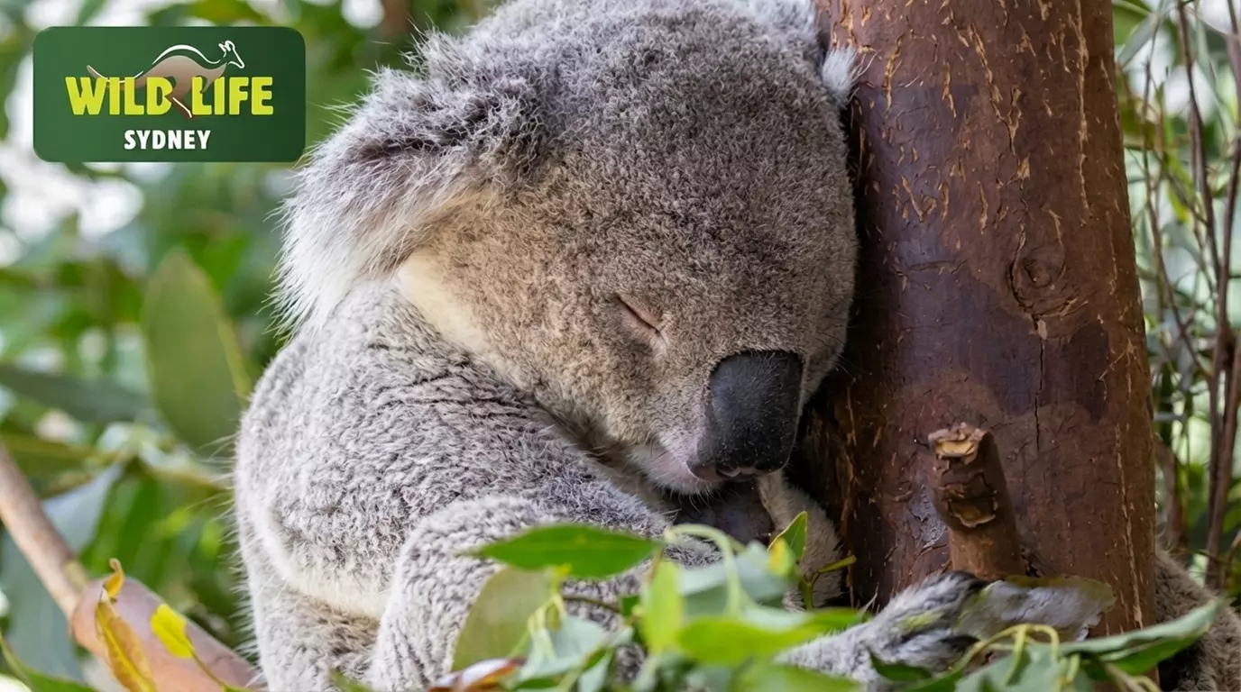 Wildlife Sydney Zoo - Adult Entry at Child Prices  -  Members only