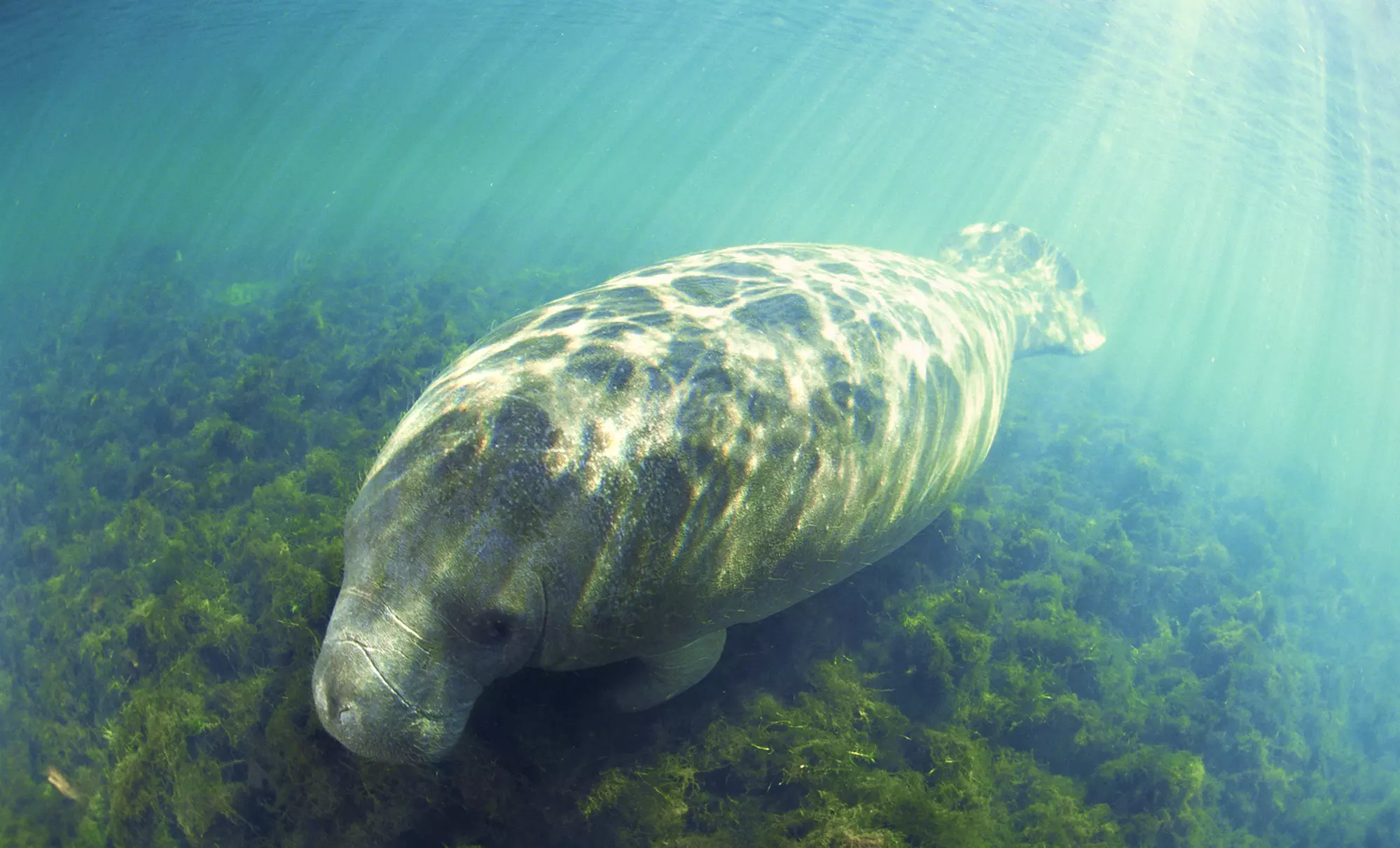 Manatee Swimming Tour For Two or Four with Snorkel Gear with Captain Mike's Sunshine Tours (Up to 64% Off) - Primary Image