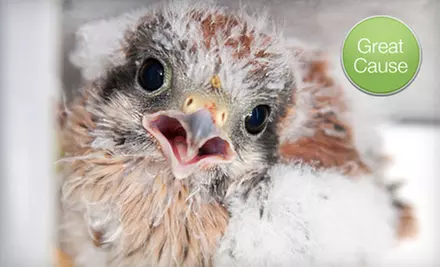 If 40 People Donate $10, Then Liberty Wildlife Can Feed and Shelter 10 Injured Birds for One Month - Primary Image