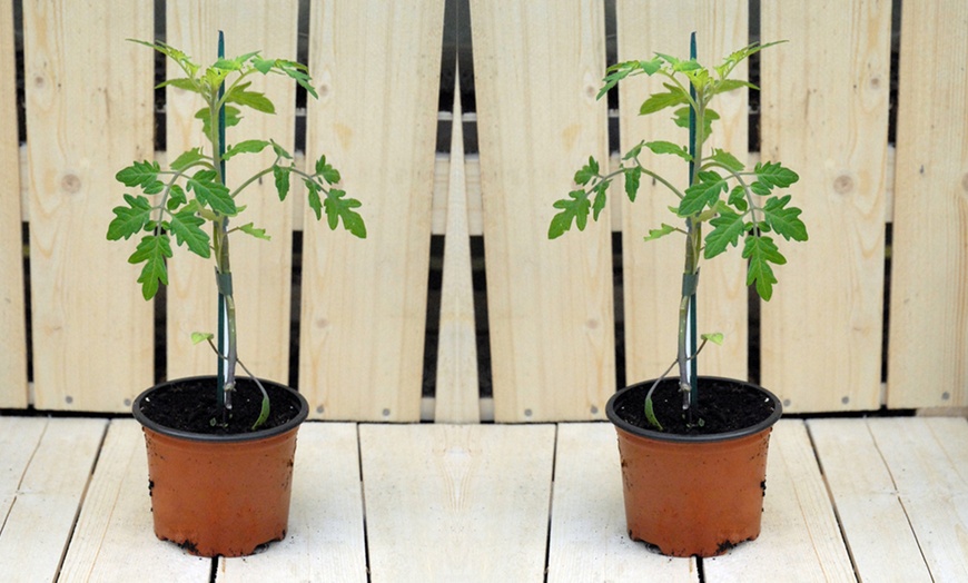 Image 3: Up to 6 Potted Plants or Up to 10 Postiplugs of Mixed Tomato Plants