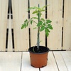 Image 3: Up to 6 Potted Plants or Up to 10 Postiplugs of Mixed Tomato Plants