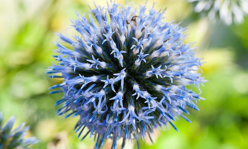 Image 9: 30 Everlasting Perennial Collection Plants