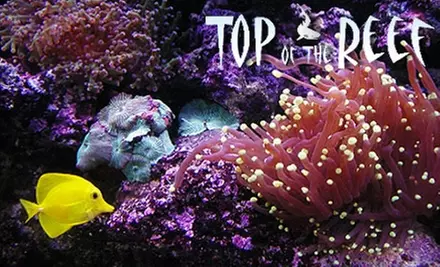 $25 for $50 Worth of Fish and Aquarium Supplies at Top of the Reef - Primary Image