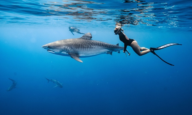 What to expect media