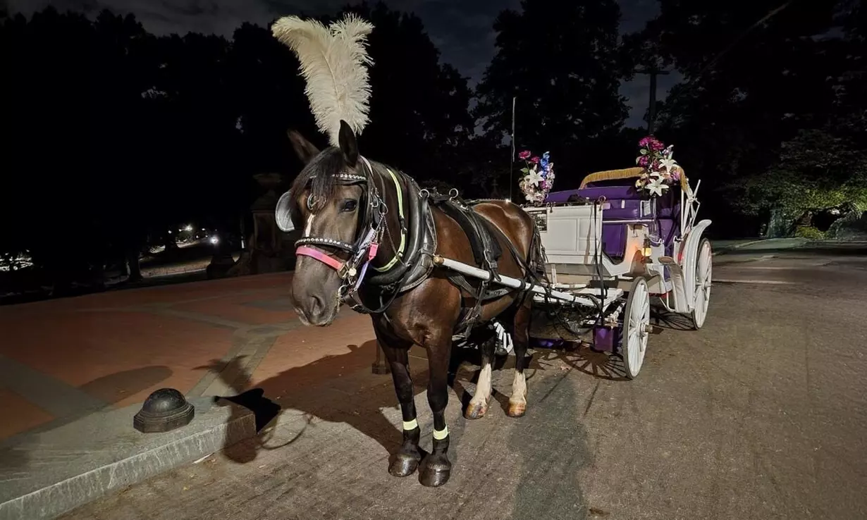 Enjoy a 45-Minute Classic or 60-Minute Deluxe Horse & Carriage Ride 