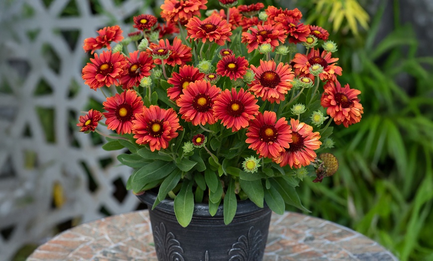 Image 2: YouGarden Premium Blanket Flower Collection