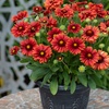 Image 2: YouGarden Premium Blanket Flower Collection