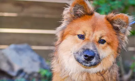 If 50 People Donate $7, Then the Houston Humane Society Can Feed 100 Shelter Dogs for Two Weeks - Primary Image