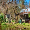 Image 9: New Orleans City, Cemetery, Garden District, Swamp & Plantation Tours