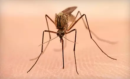 $39 for Initial Mosquito-Barrier Spray Treatment from The Mosquito Authority ($79 Value) - Primary Image