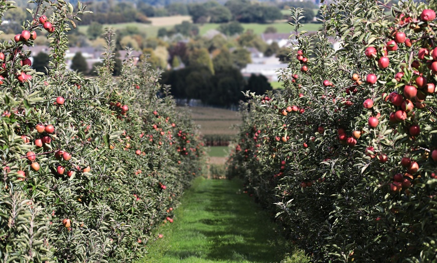 Image 4: Lot de 5 arbres fruitiers OH2