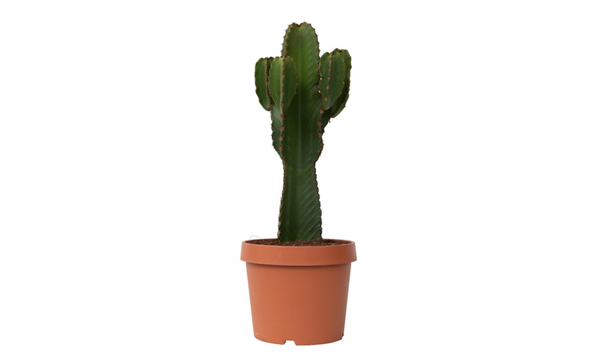 Image 10: Euphorbia Ingens 'Cowboy Cactus'