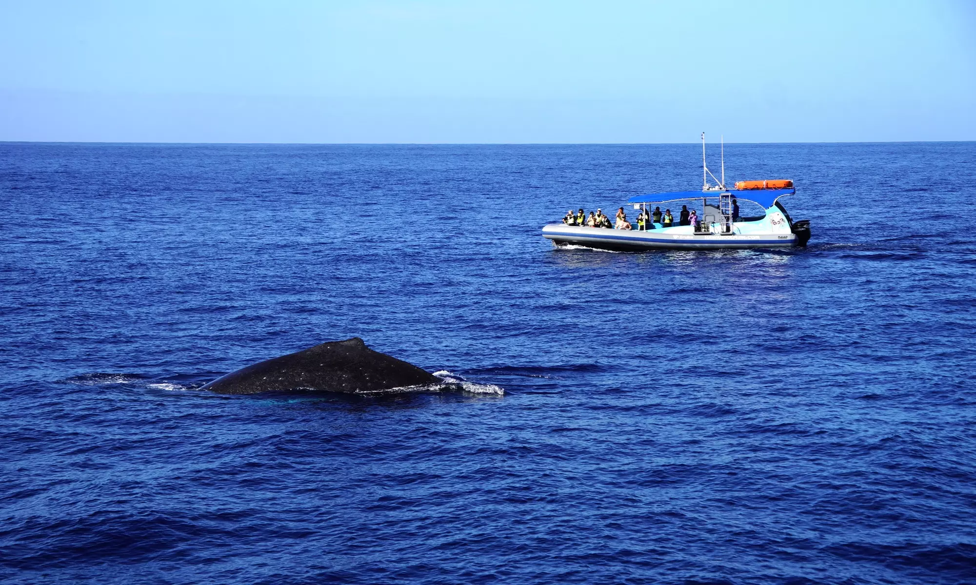 3-Hours Oahu Ocean Adventure w/ Dolphins, Turtles & Water Activities