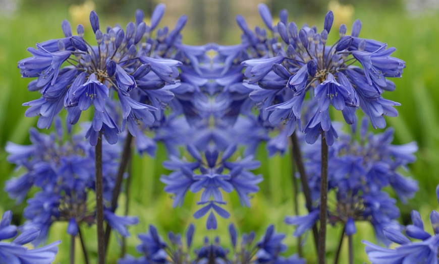 Image 3: One or Two Agapanthus "Ever Sapphire" Plants