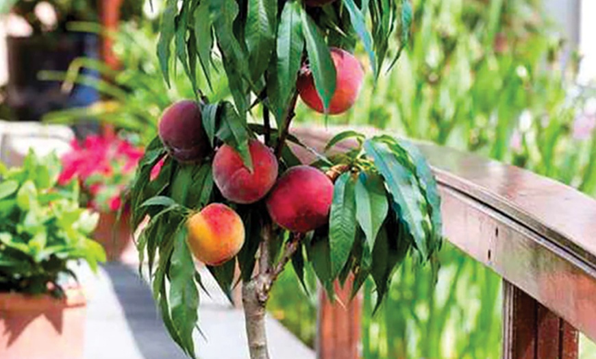 Image 4: Packung mit 6 Säulenobstbäume - Obstbaum - 80 CM hoch