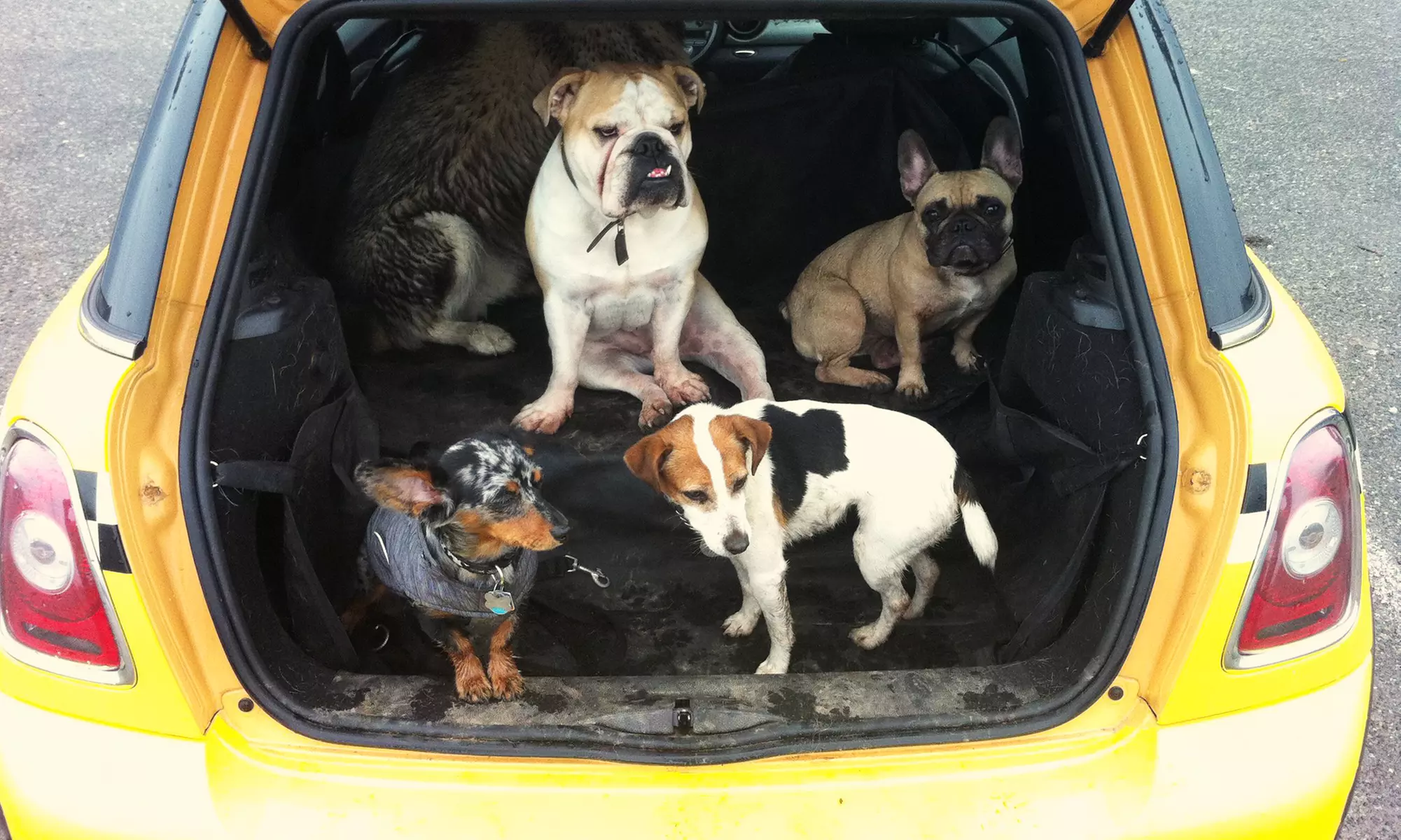 Four Days and Three Nights of Dog Boarding, or One or Two Days of Doggy Daycare at Dog Taxi Vancouver (Up to 78% Off) - Primary Image