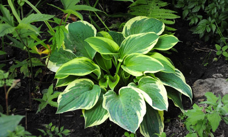 Image 2: Mixed Hardy Hosta Collection