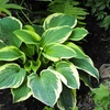 Image 2: Mixed Hardy Hosta Collection