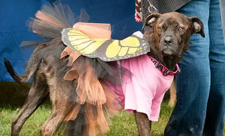 $10 Donation to Help Fund Supplies for Foster Pets - Second Medium