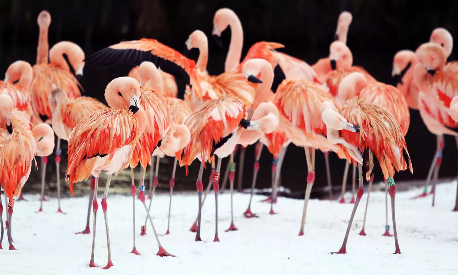 General Admission to Belfast Zoo For Child, Adult, or Family