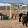 Image 4: Alpaca Farm Experience – Feed & Touch Gentle Huacaya Alpacas