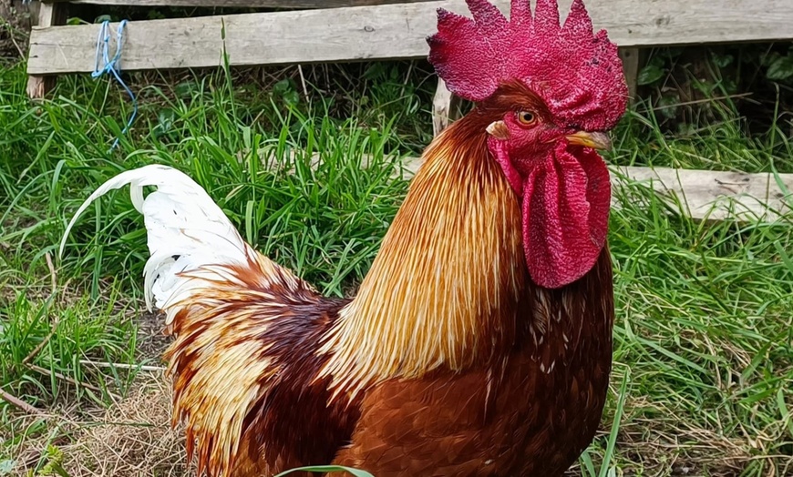 Image 6: Tierpatenschaft für 1 Tier nach Wahl inkl. Tierführung