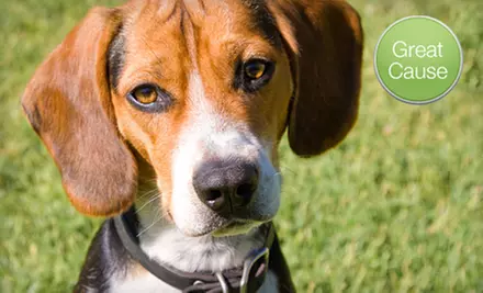 $10 Donation to Help Feed Fostered Beagles  - Primary Image