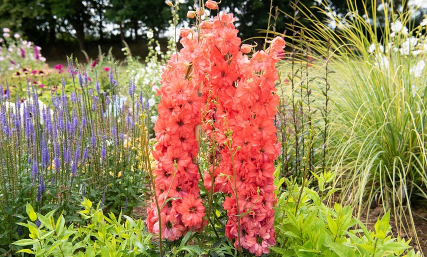 Image 3: One or Three Delphinium Red Lark 9cm Pots