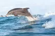 Experience Catamaran Dolphin Cruise with Southern Shores Cruises (Up to 21% Off) - Second Medium