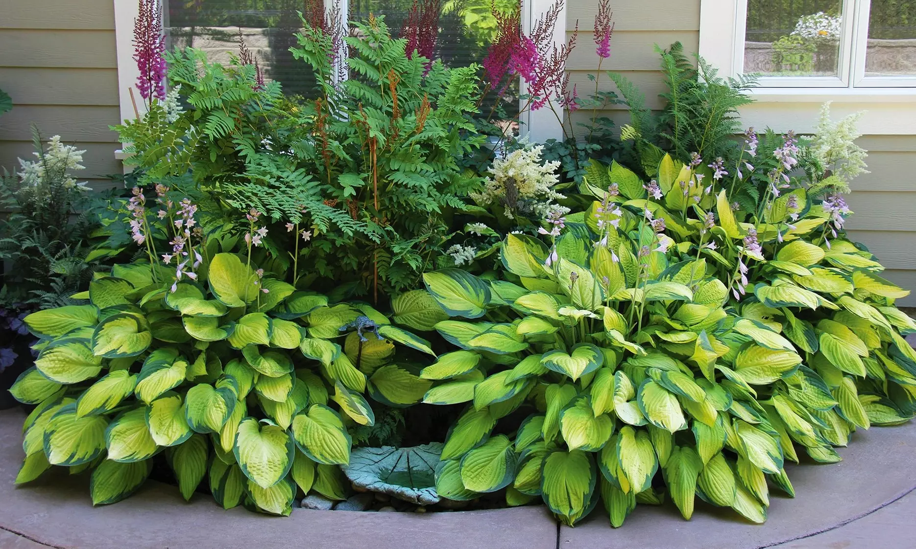 Hardy Heart-Shaped Hosta Bare Roots (Set of 6,12, or 24)