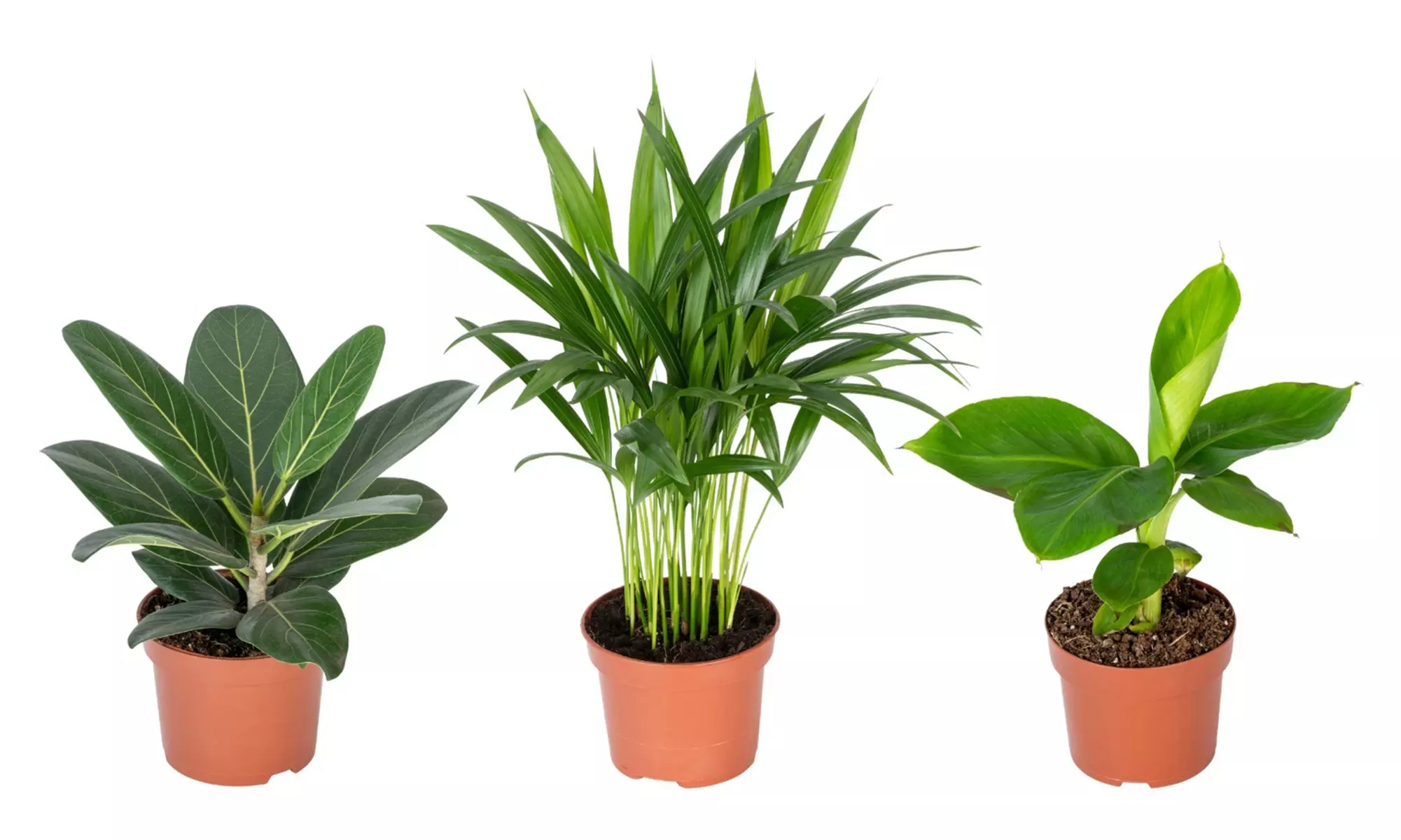 Trio de plantas exóticas orientales - Areca, Ficus, Musa - Primary Image